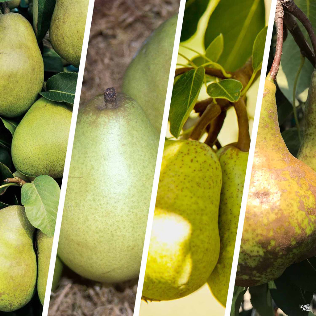 Bosc Pear Tree for Sale - Buying & Growing Guide 