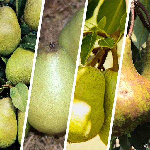 Fruit Trees — Tagged