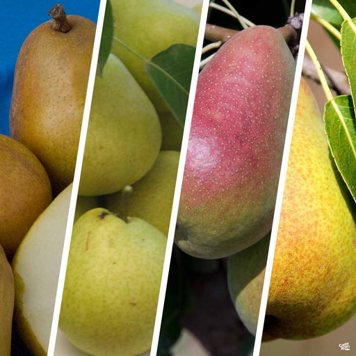 Fruit Trees — Tagged