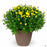 2020 Mums in Cache Pot
