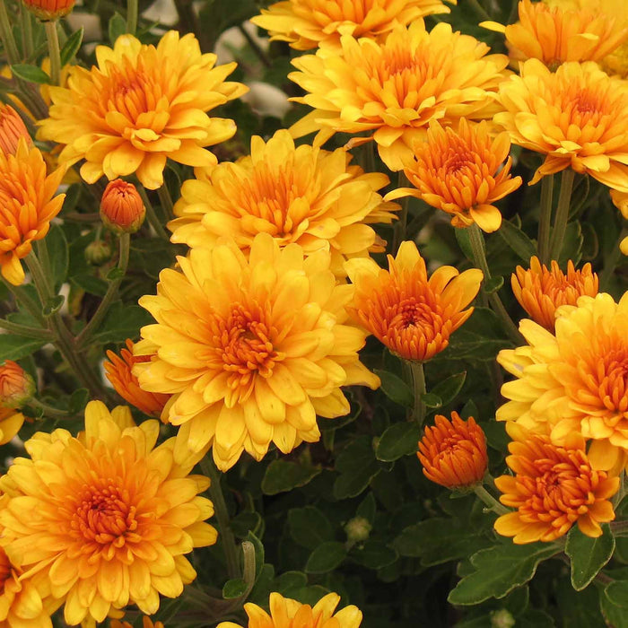 Chrysanthemum — Green Acres Nursery & Supply