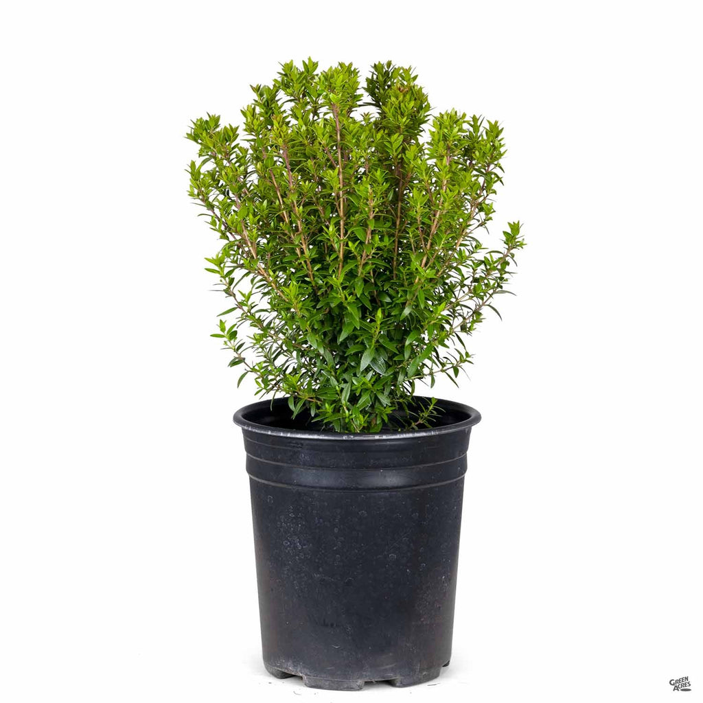 myrtle house plant Dwarf Myrtle — Green Acres Nursery & Supply