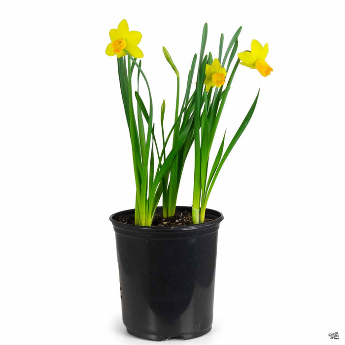 Daffodil — Green Acres Nursery & Supply