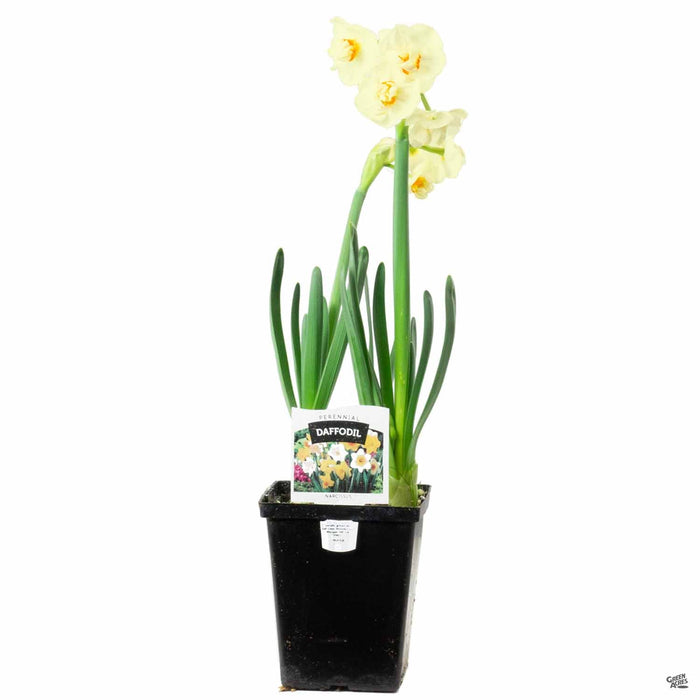Daffodils 4 inch