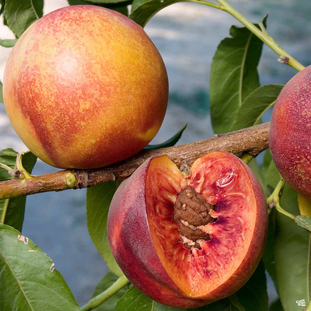 Nectarine 'Liz's Late' — Green Acres Nursery & Supply