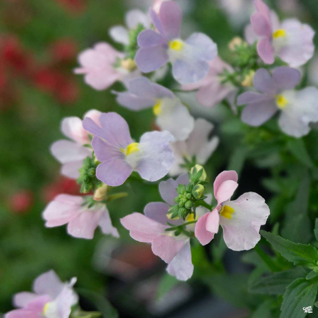 Nemesia — Green Acres Nursery & Supply