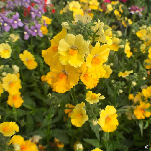 Nemesia Yellow