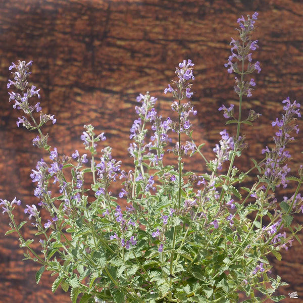 Nepeta_Catmint_WalkersLow_600x