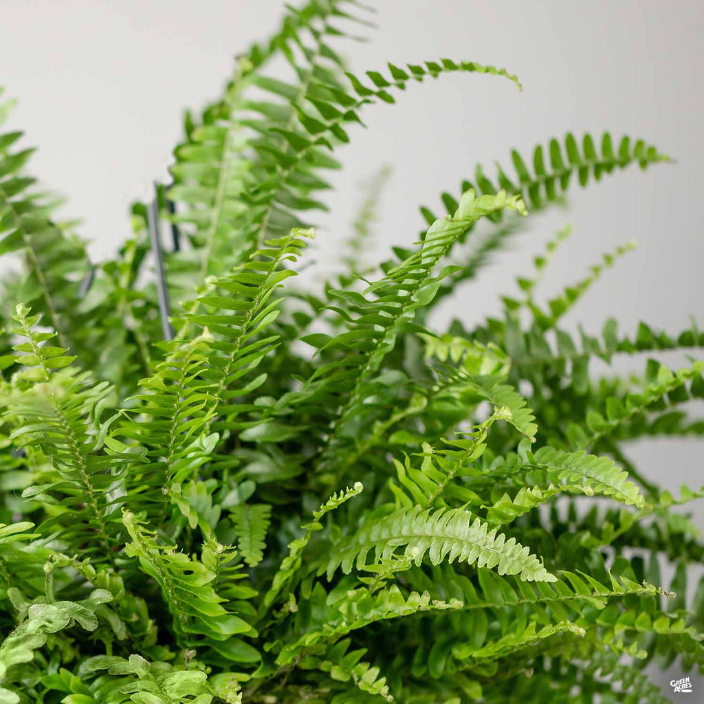 Southern Sword Fern — Green Acres Nursery & Supply