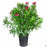 Red Oleander 5 gallon