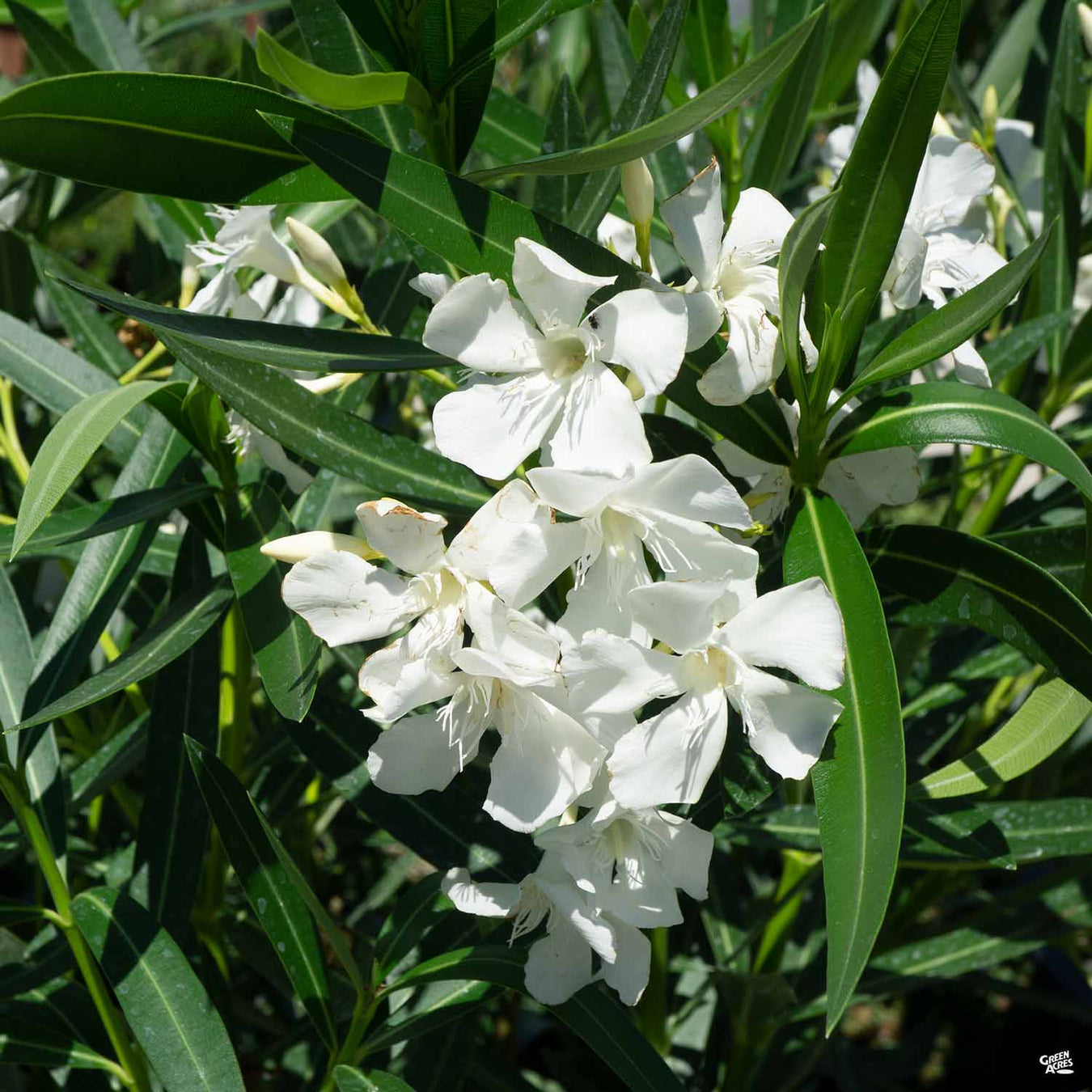 Oleander