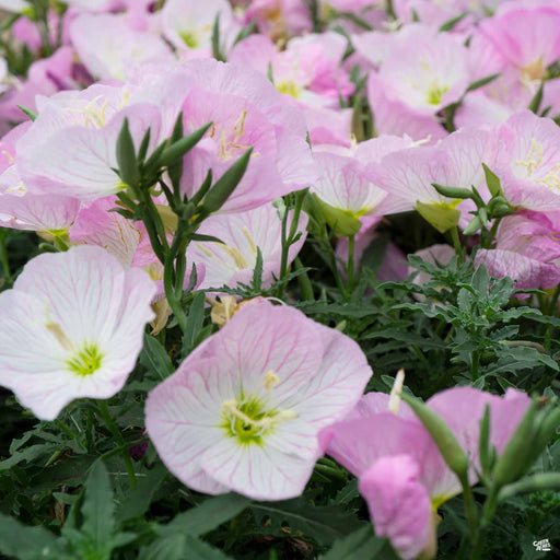 Mexican Evening Primrose