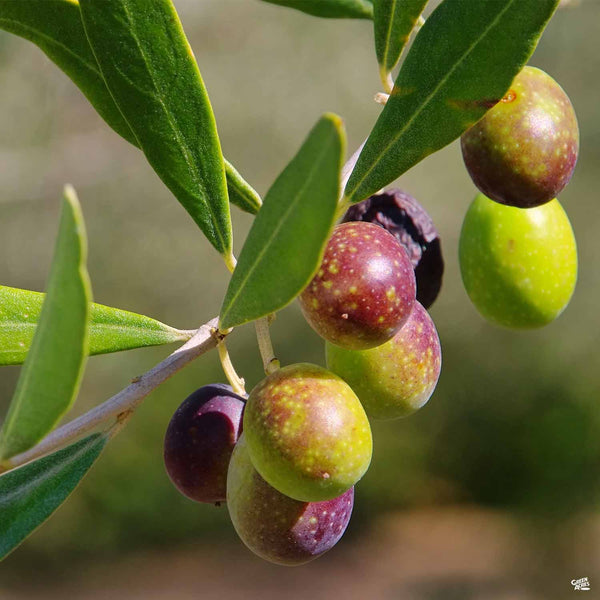 Olea_Olive_Frantonio_600x600.