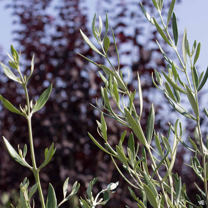 Fruitless Olive leaves