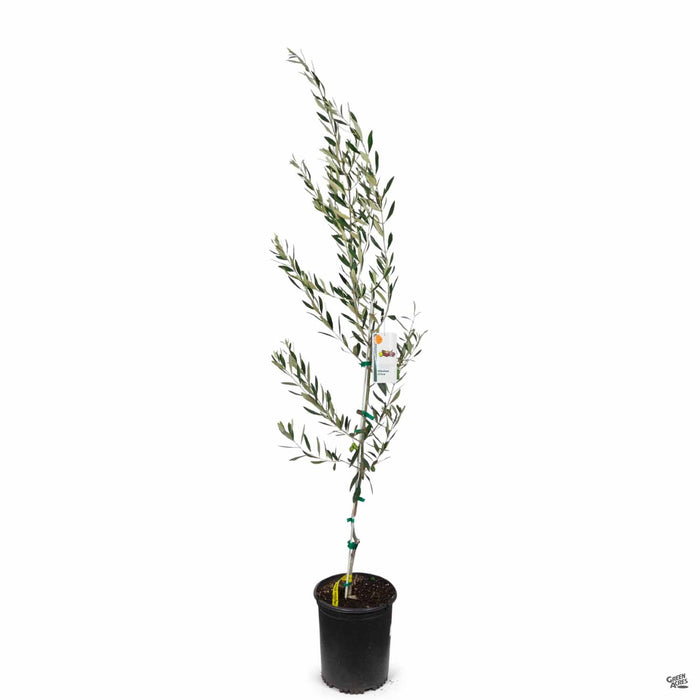 Olive Mission 5 gallon (featured in 10-2022 cat)