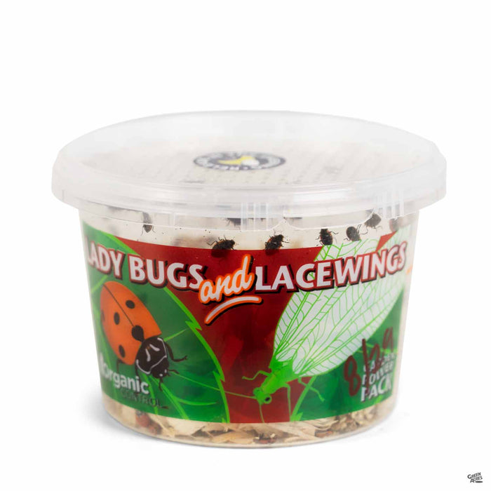 Organic Control Ladybug and Lacewing Combo