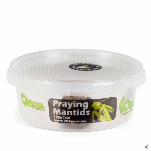 Organic Control Praying Mantids - 1 egg case