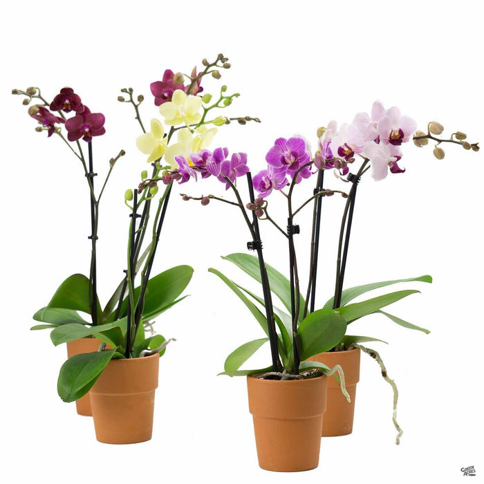 Group of 3 inch Orchid Phalaenopsis