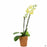 Orchid Phalaenopsis 3 inch, Yellow