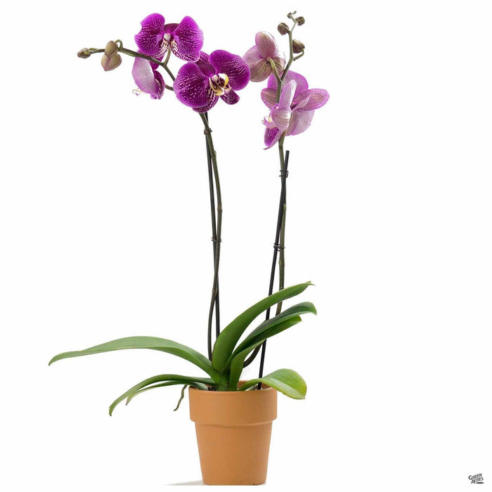 Orchid Phalaenopsis 4.5 inch