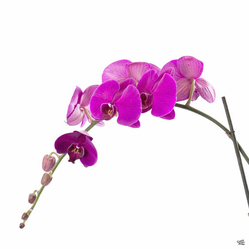 Close up of Orchid Phalaenopsis, Purple