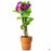 Orchid Dendrobium 4 inch clay pot