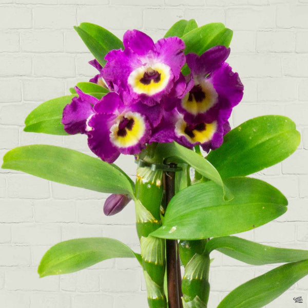 Orchid Dendrobium — Green Acres Nursery & Supply
