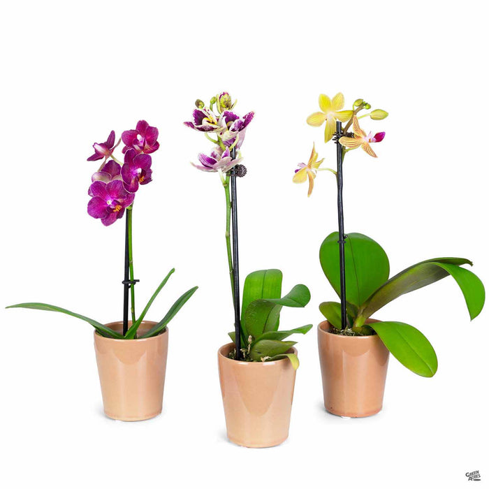 Orchid Phalaenopsis 2 inch in pot - Group of 3