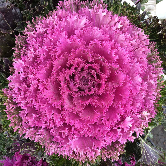 Ornamental Kale Purple