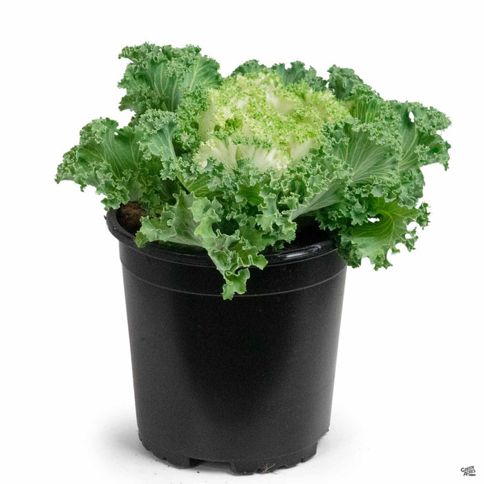 Ornamental Kale 1 gallon White 'Nagoyo White'