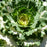 Ornamental Kale White