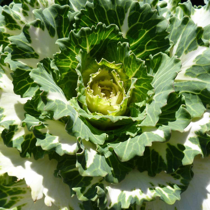 Ornamental Kale White