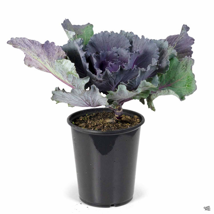 Ornamental Kale 4 inch Purple