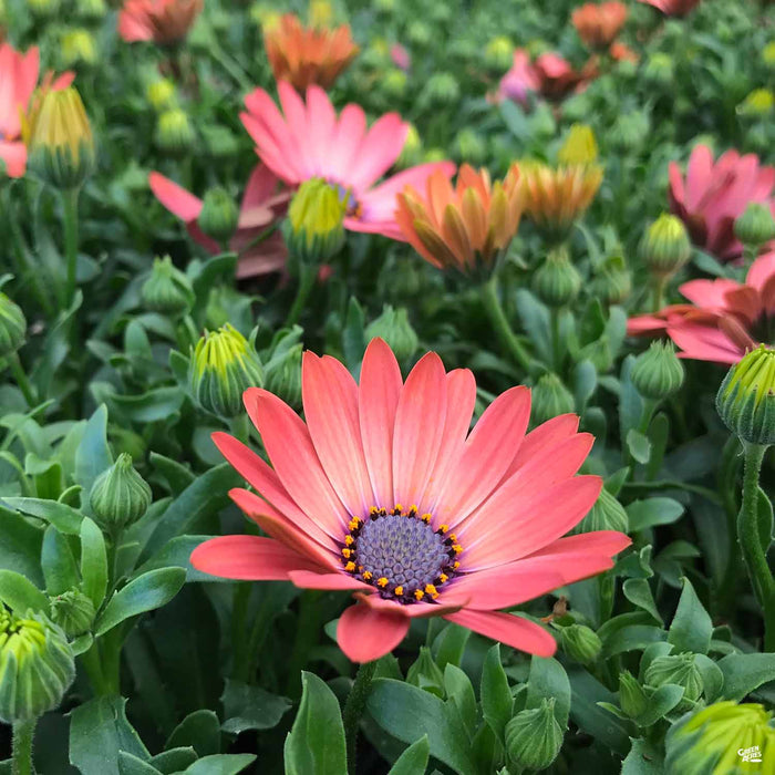 Osteospermum (African Daisy): Joyful Blooms in Your Garden