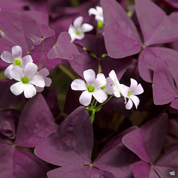Charmed® Wine Shamrock — Green Acres Nursery & Supply