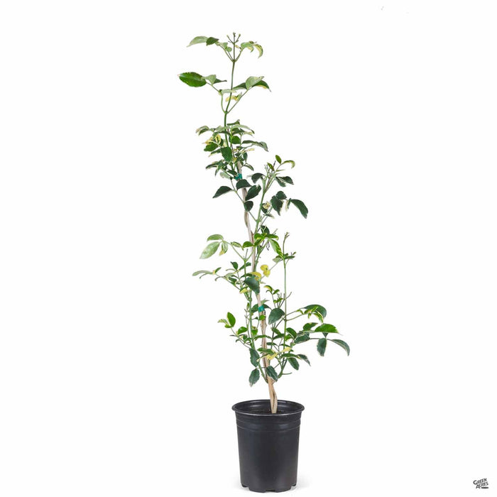 Pandorea jasminoides 'Variegata' 1 gallon