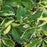 Pandorea jasminoides 'Variegata'