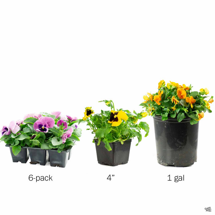 Pansy in 6-pack, 4 inch and 1 gallon