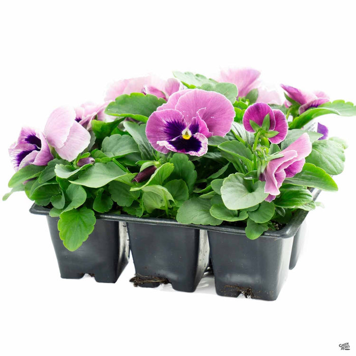 Pansy Mammoth Pink Berry 6 Pack