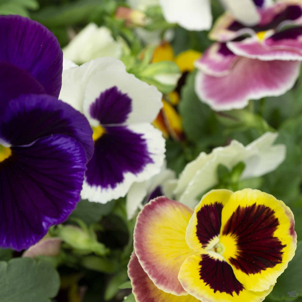Pansy — Green Acres Nursery & Supply