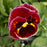 Pansy Mammoth On Fire, Red