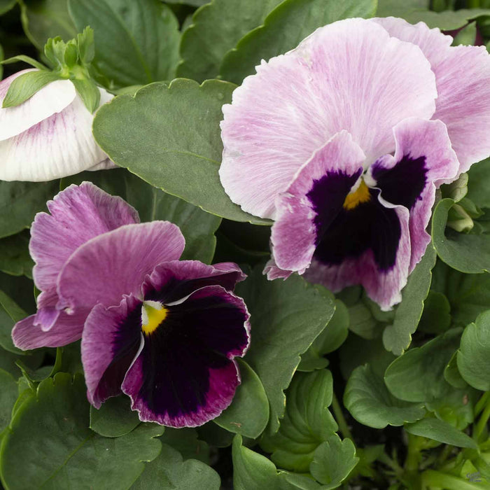 Pansy Mammoth Pink Berry