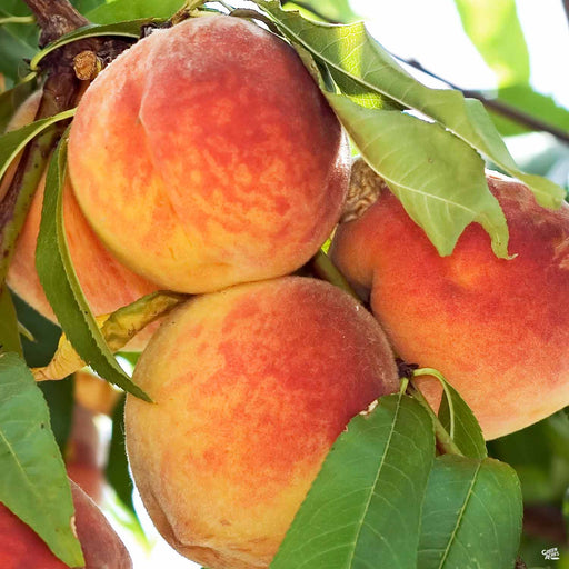 Peach Harvester