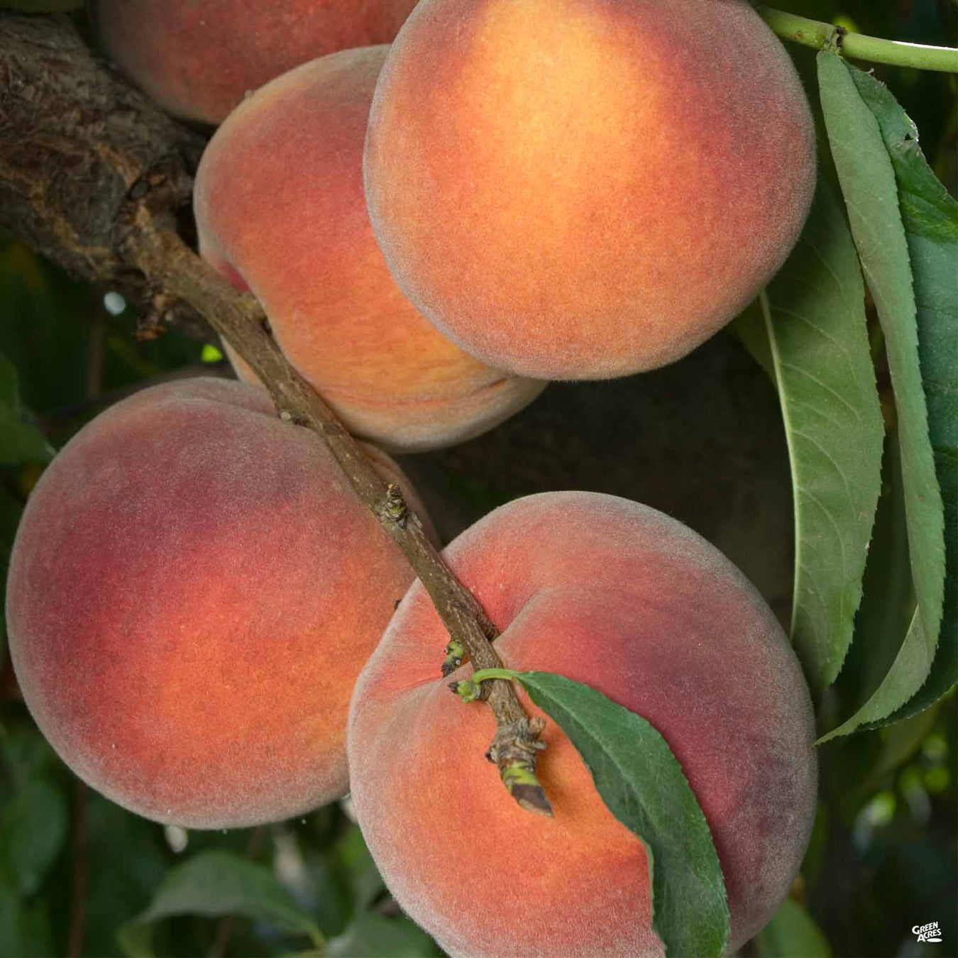 Peach Trees