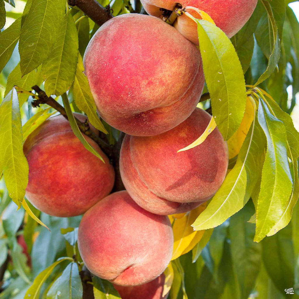 Peach 'Royal Zest 1' ??? Green Acres Nursery & Supply
