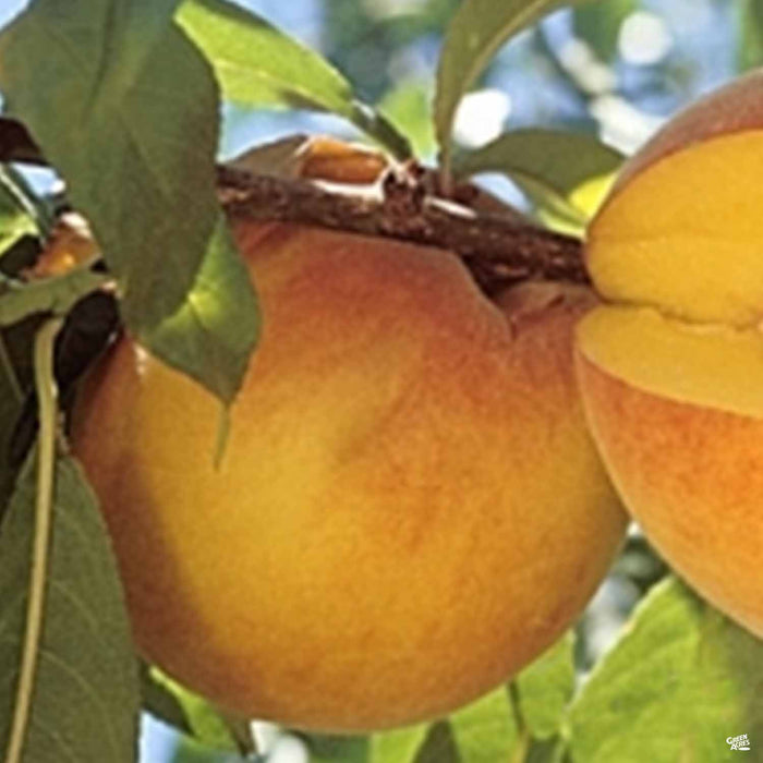 Peach 'Suncrest'