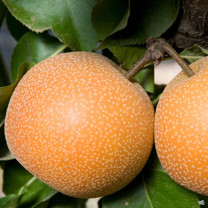 Asian Pear 'Hosui'