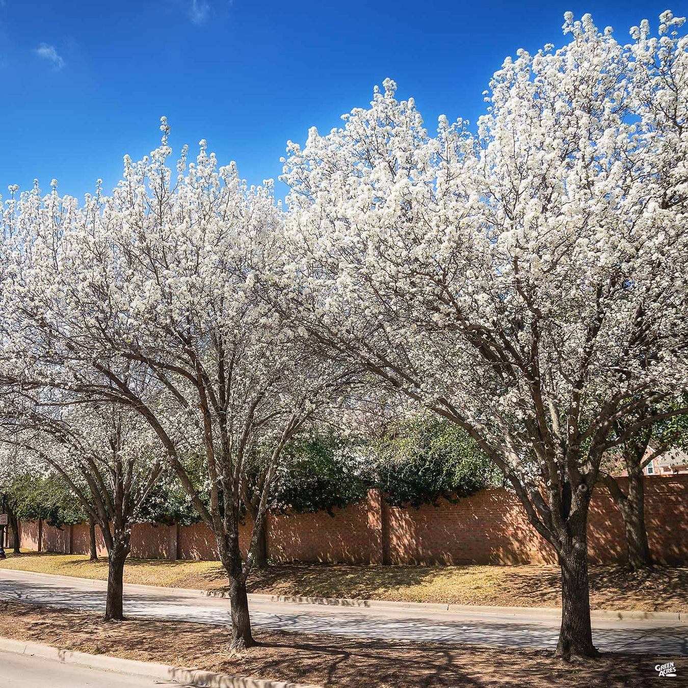 Flowering Pear