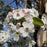 Chanticleer Pear Spring Blooms