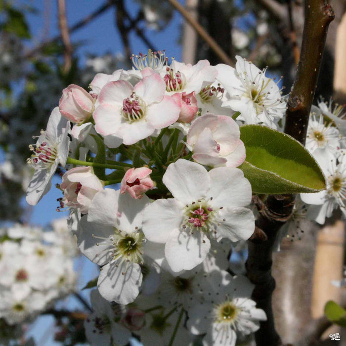 Chanticleer Pear Spring Blooms